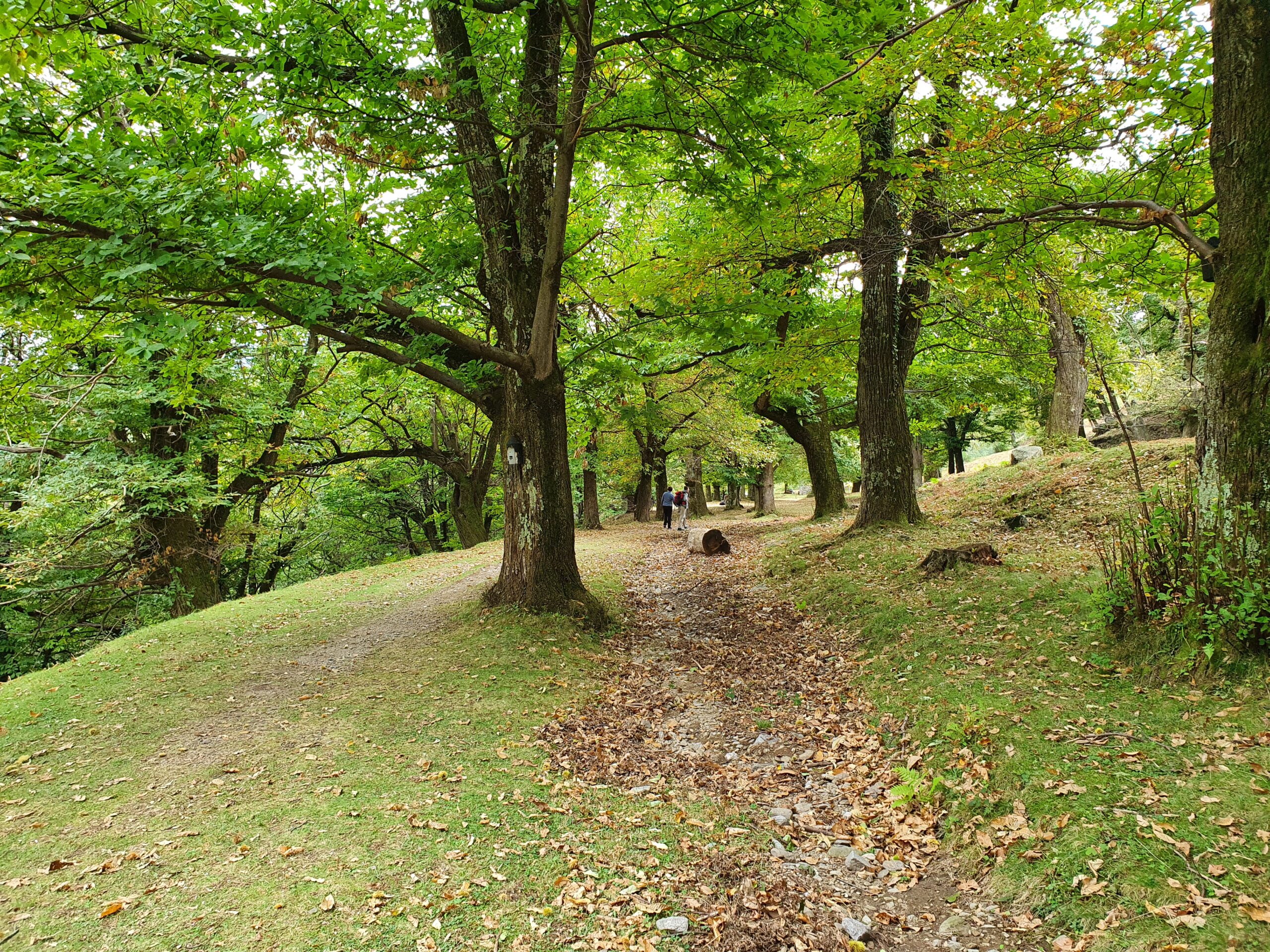 Mehr über den Artikel erfahren Rundwanderung auf dem Kastanienweg im Alto Malcantone